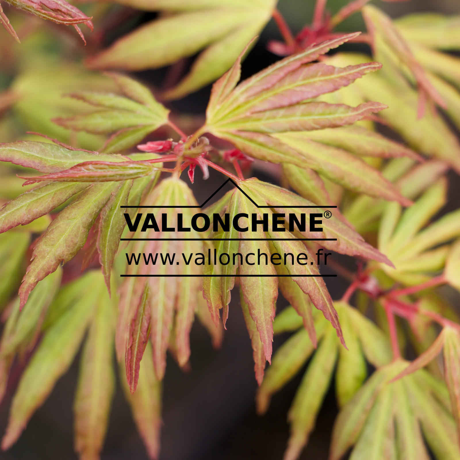 ACER palmatum 'Yufuji' en Mars