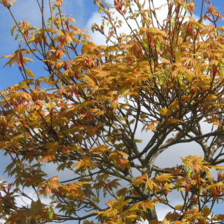 ACER pseudoplatanus 'Prinz Handjery'