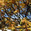 ACER pseudoplatanus ‘Prinz Handjery’ en Mai