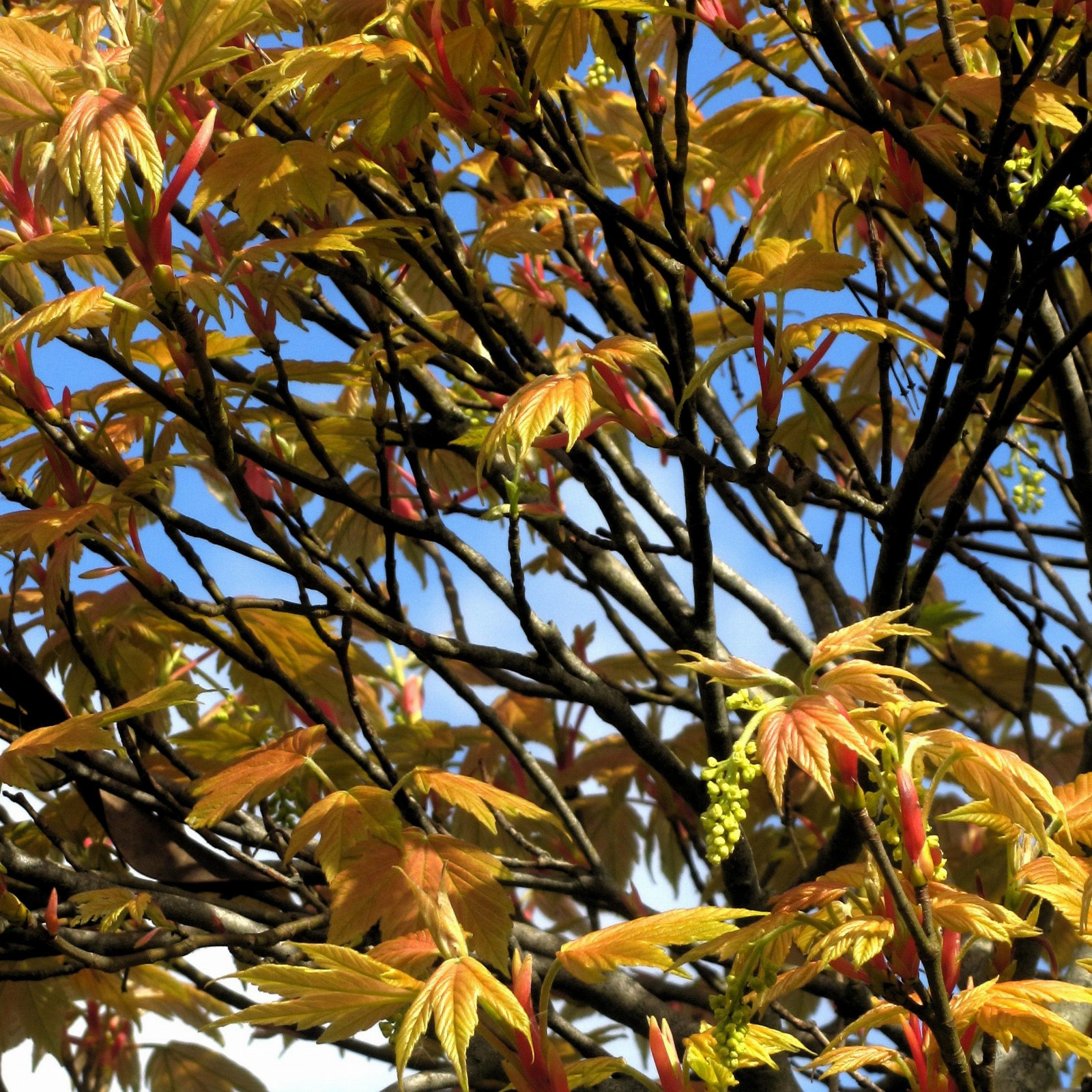 ACER pseudoplatanus ‘Prinz Handjery’ en Mai