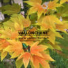 ACER pseudoplatanus ‘Prinz Handjery’ en Mai