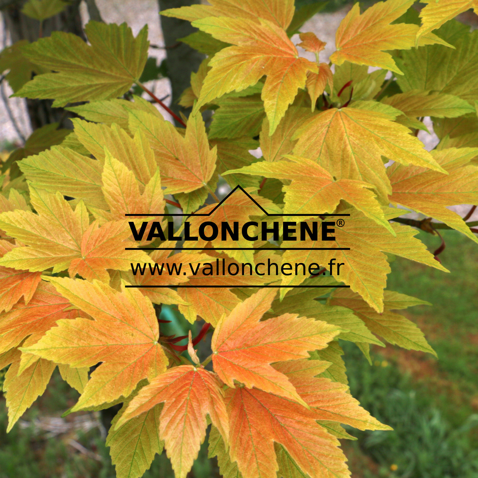 ACER pseudoplatanus ‘Prinz Handjery’ en Mai