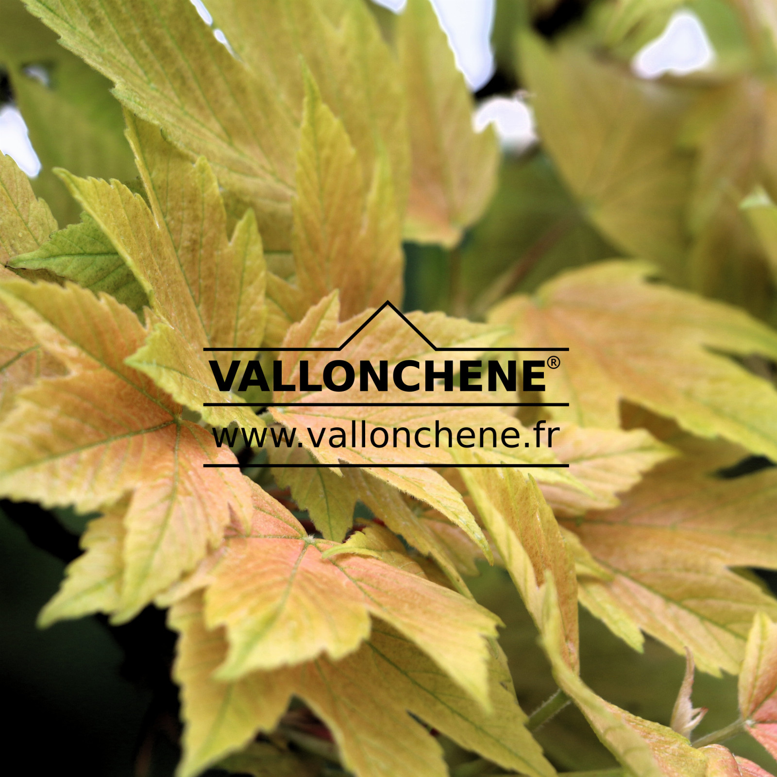 ACER pseudoplatanus ‘Prinz Handjery’ en Mai