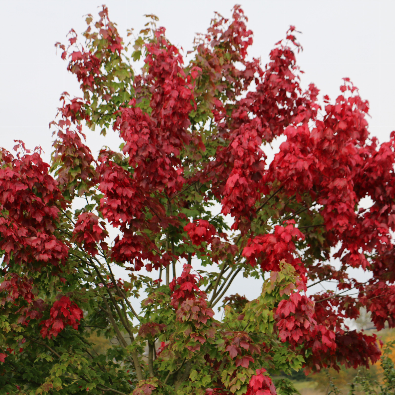 Beginnende Herbstfärbung von ACER rubrum 'Fairview Flame'