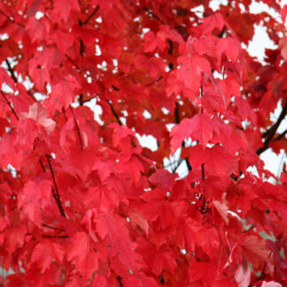 ACER rubrum 'Schlesingeri' en Novembre