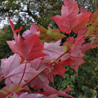 ACER rubrum 'Sun Valley' en Octobre