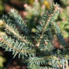 ABIES fraseri 'Palmeri' en Février