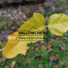 ACER rufinerve 'Winter Gold' en Octobre