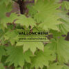 ACER shirasawanum 'Aureum' en Juin