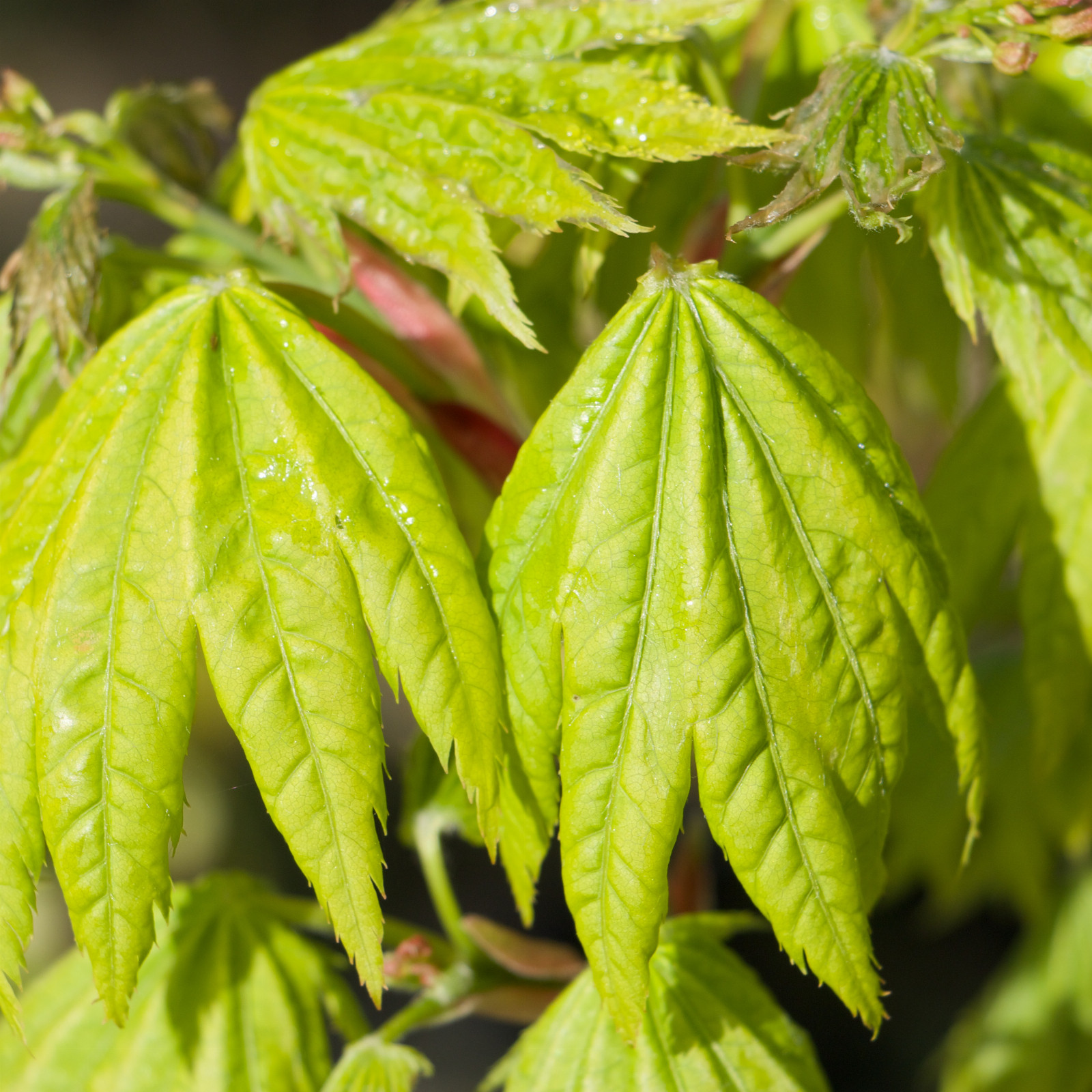 ACER shirasawanum ‚Ezono Momiji‘ en Avril