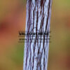 ACER x conspicuum ‚Silver Vein‘ en Novembre