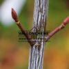 ACER x conspicuum ‚Silver Vein‘ en Novembre