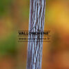 ACER x conspicuum ‚Silver Vein‘ en Novembre