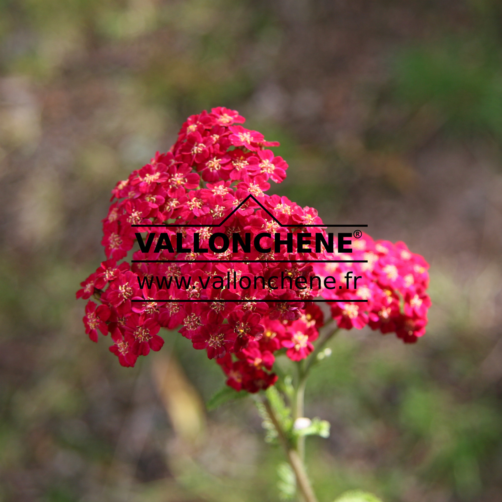 ACHILLEA millefolium 'Red Velvet' en Juillet