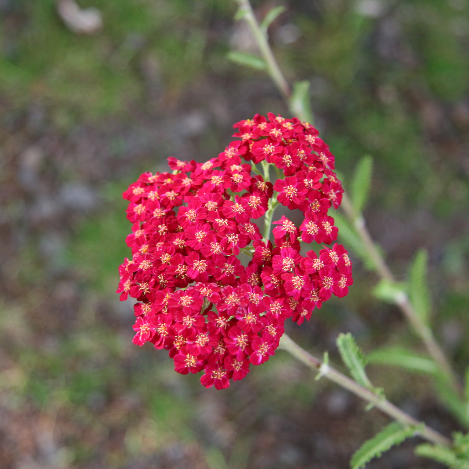 ACHILLEA millefolium ‘Red Velvet’ en Juillet