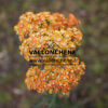 ACHILLEA ‚Terracotta‘ en Juillet