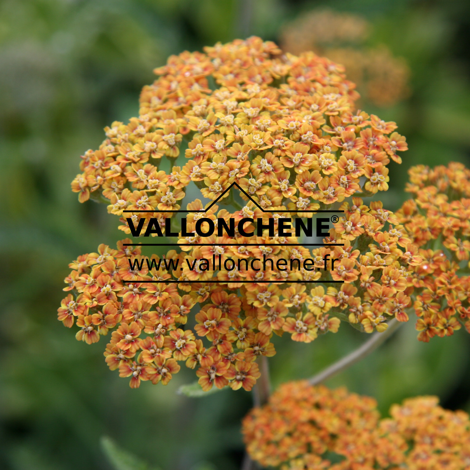 ACHILLEA 'Terracotta' en Juin