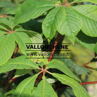 AESCULUS parviflora en Septembre