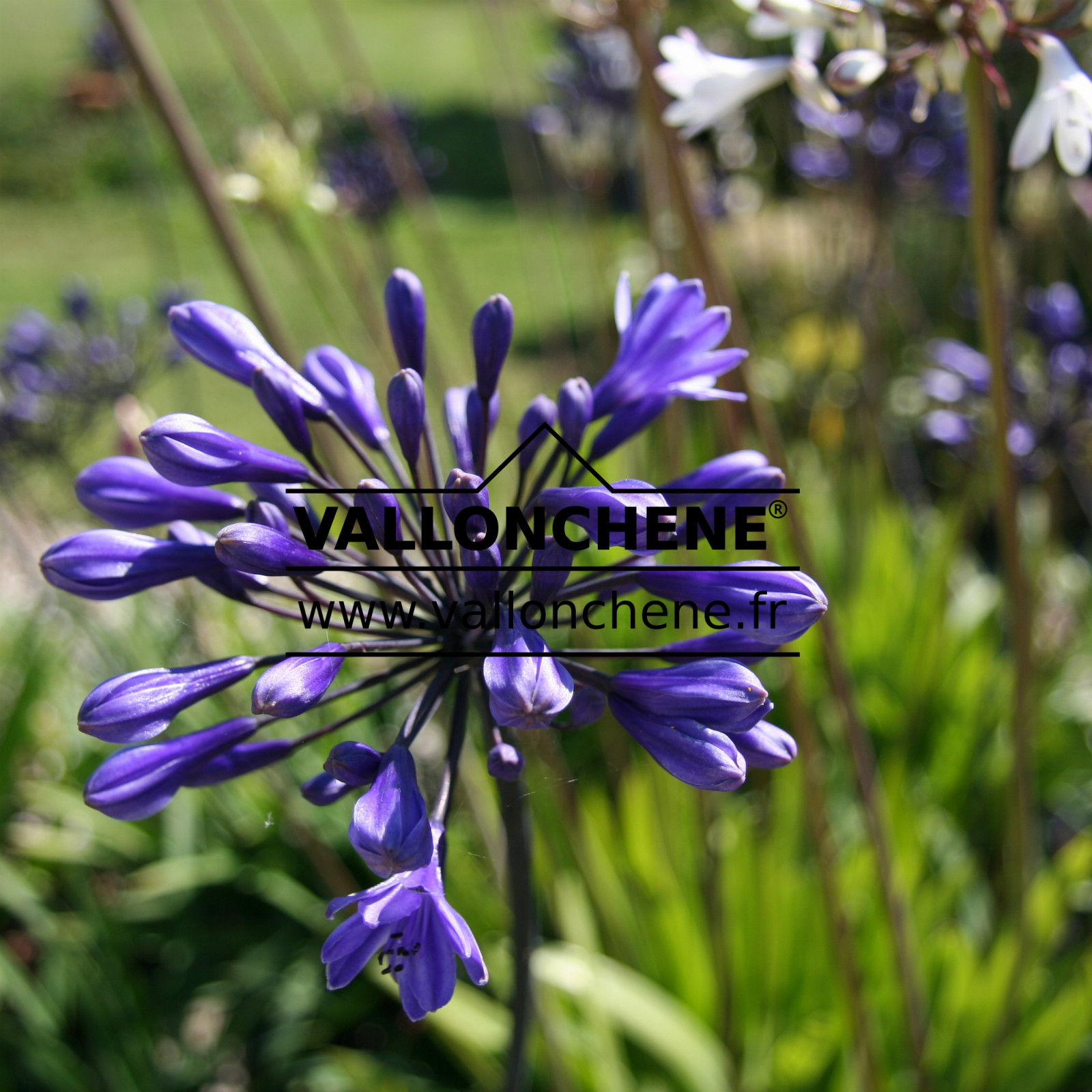 AGAPANTHUS ‚Black Buddist‘ en Juillet