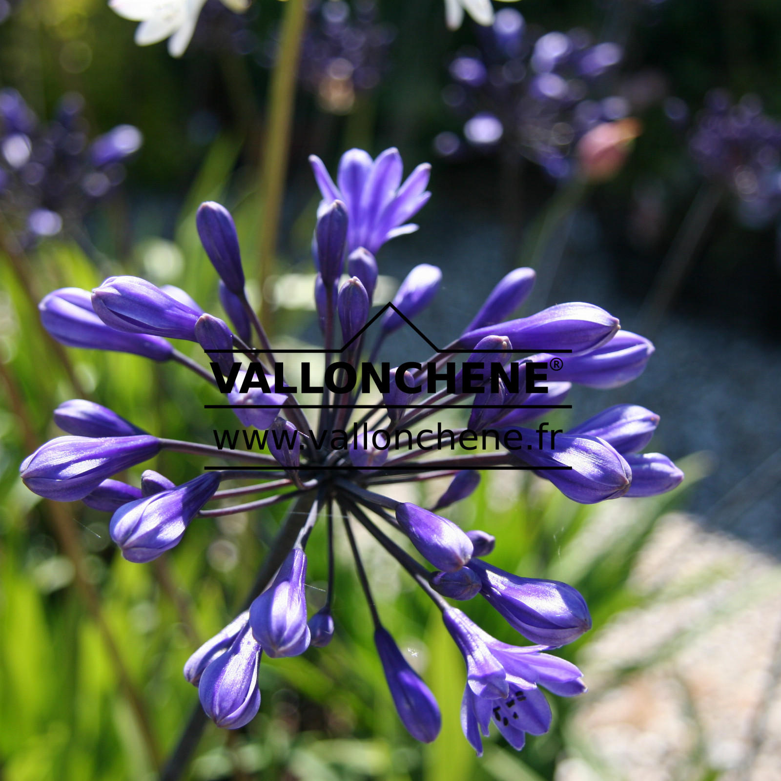 AGAPANTHUS ‚Black Buddist‘ en Juillet