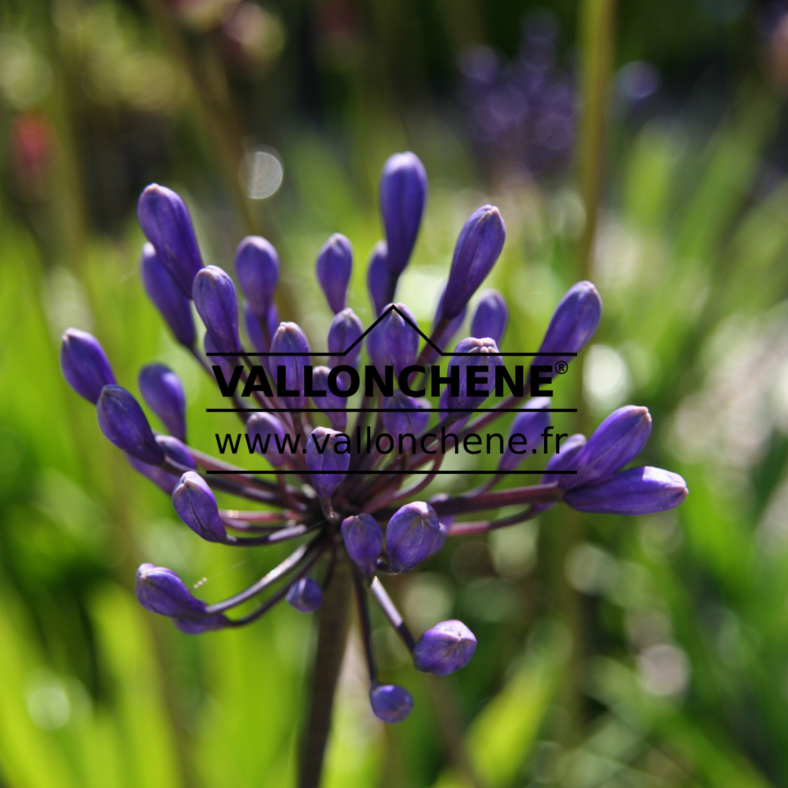 AGAPANTHUS ‘Black Buddist’ en Juin