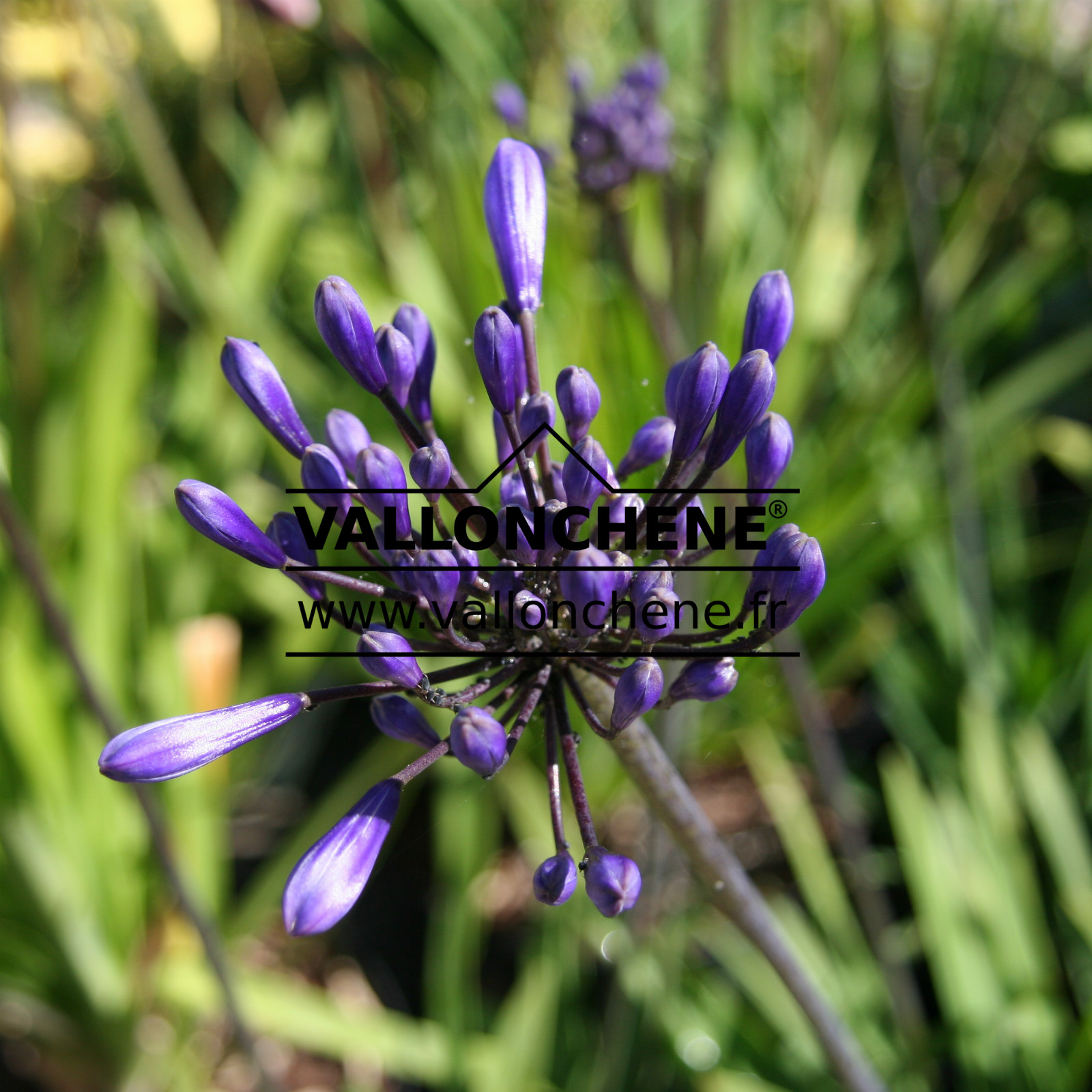 AGAPANTHUS ‘Black Buddist’ en Juin