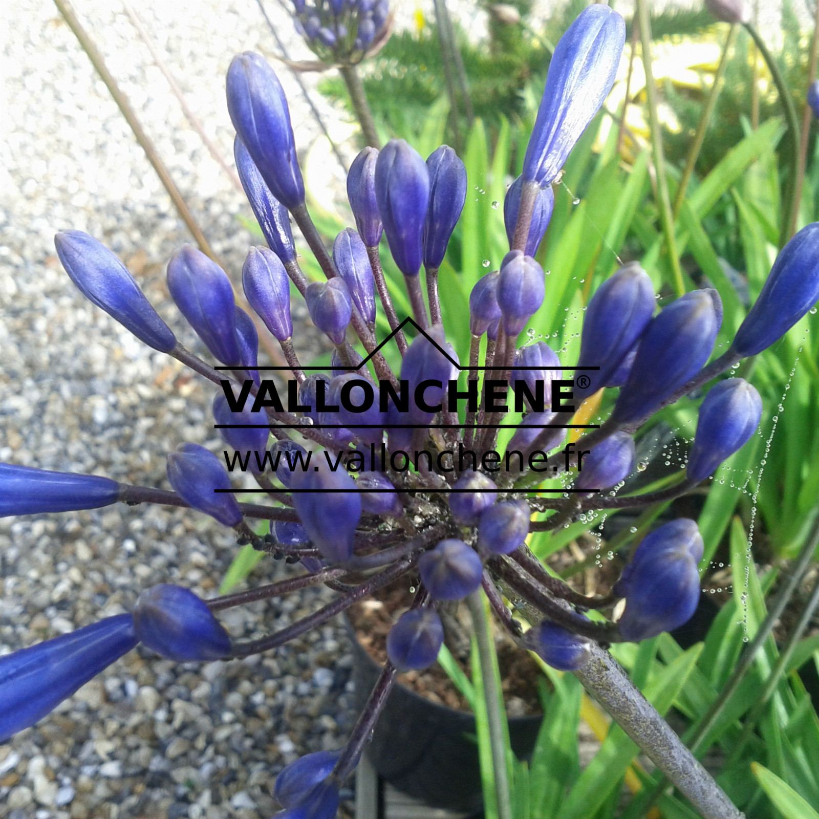 AGAPANTHUS 'Black Buddist' en Juin