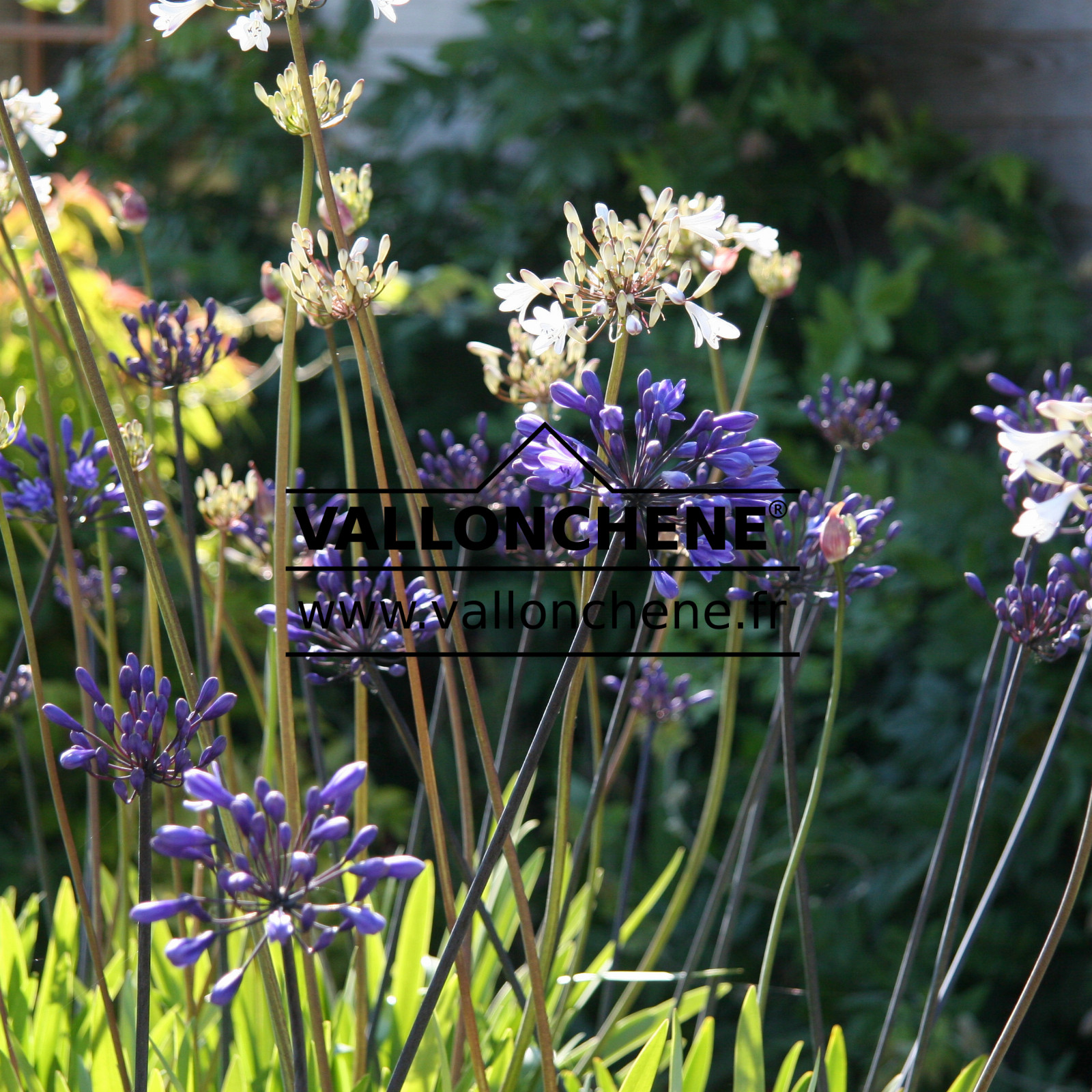 AGAPANTHUS ‘Black Buddist’ en Juillet