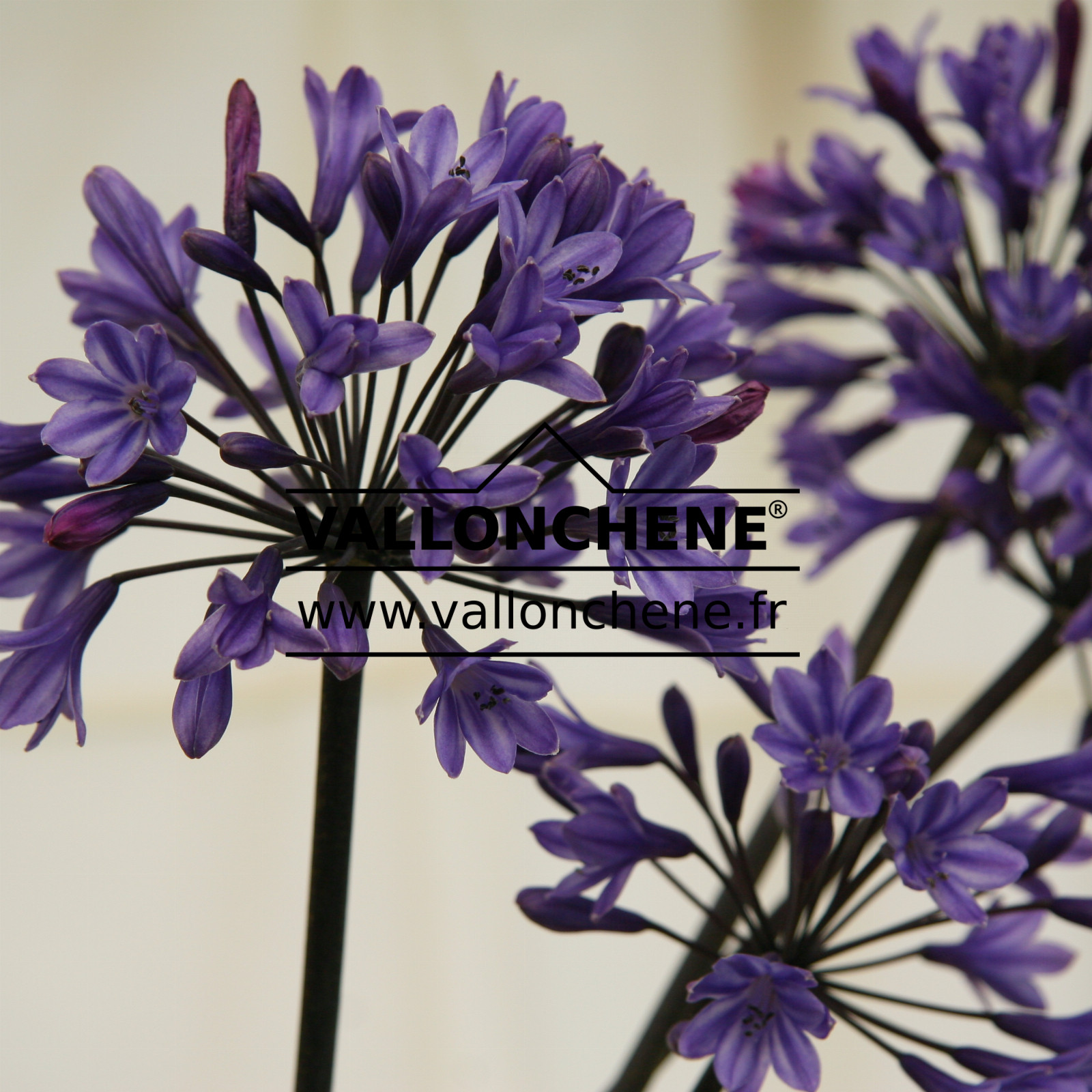 AGAPANTHUS 'Black Buddist' en Juillet