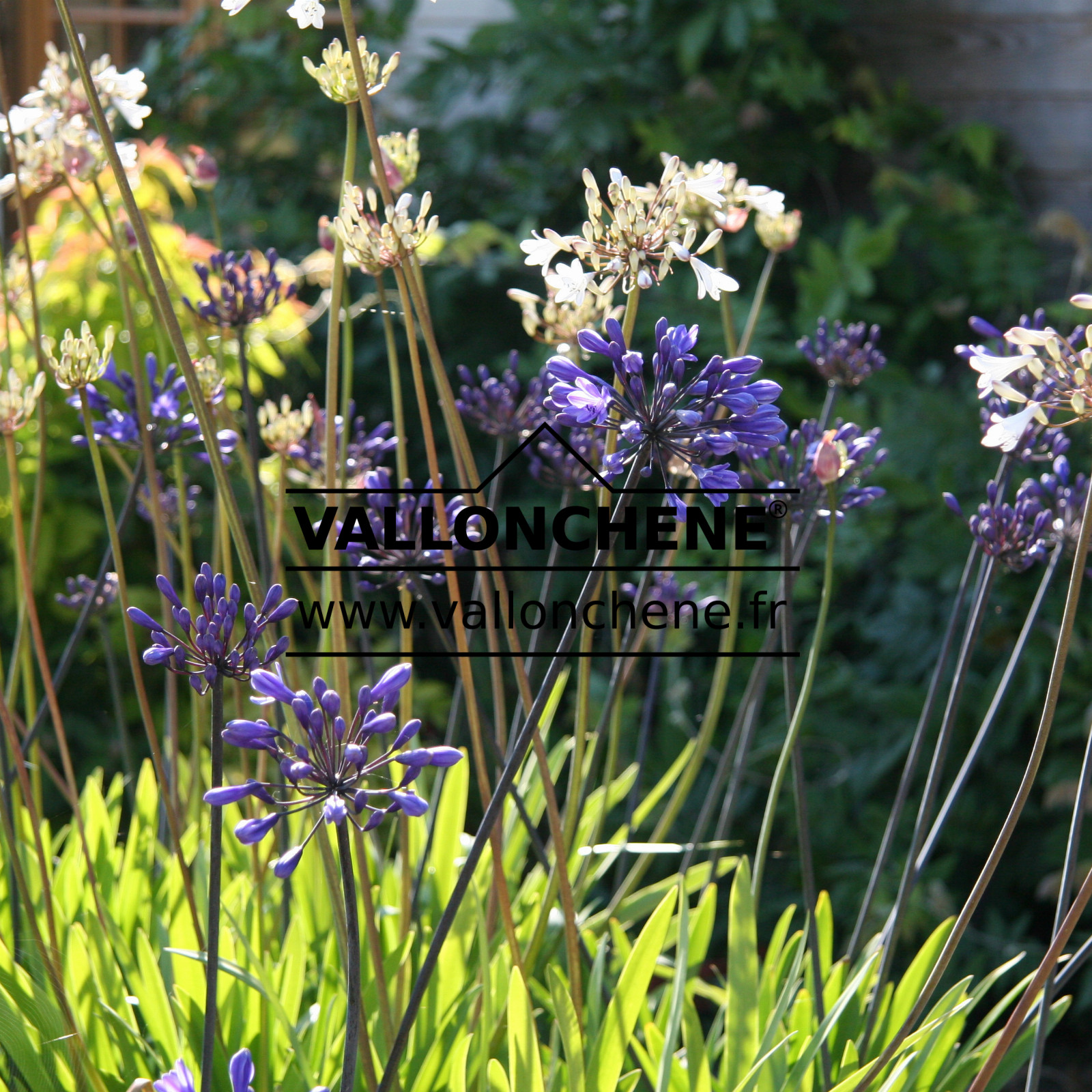 AGAPANTHUS ‚Glacier Stream‘ en Juillet