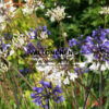 AGAPANTHUS 'Glacier Stream' en Juillet