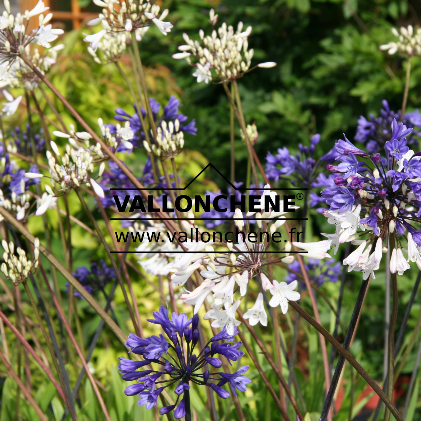 AGAPANTHUS ‚Glacier Stream‘ en Juillet