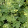 ALCHEMILLA mollis en Juin