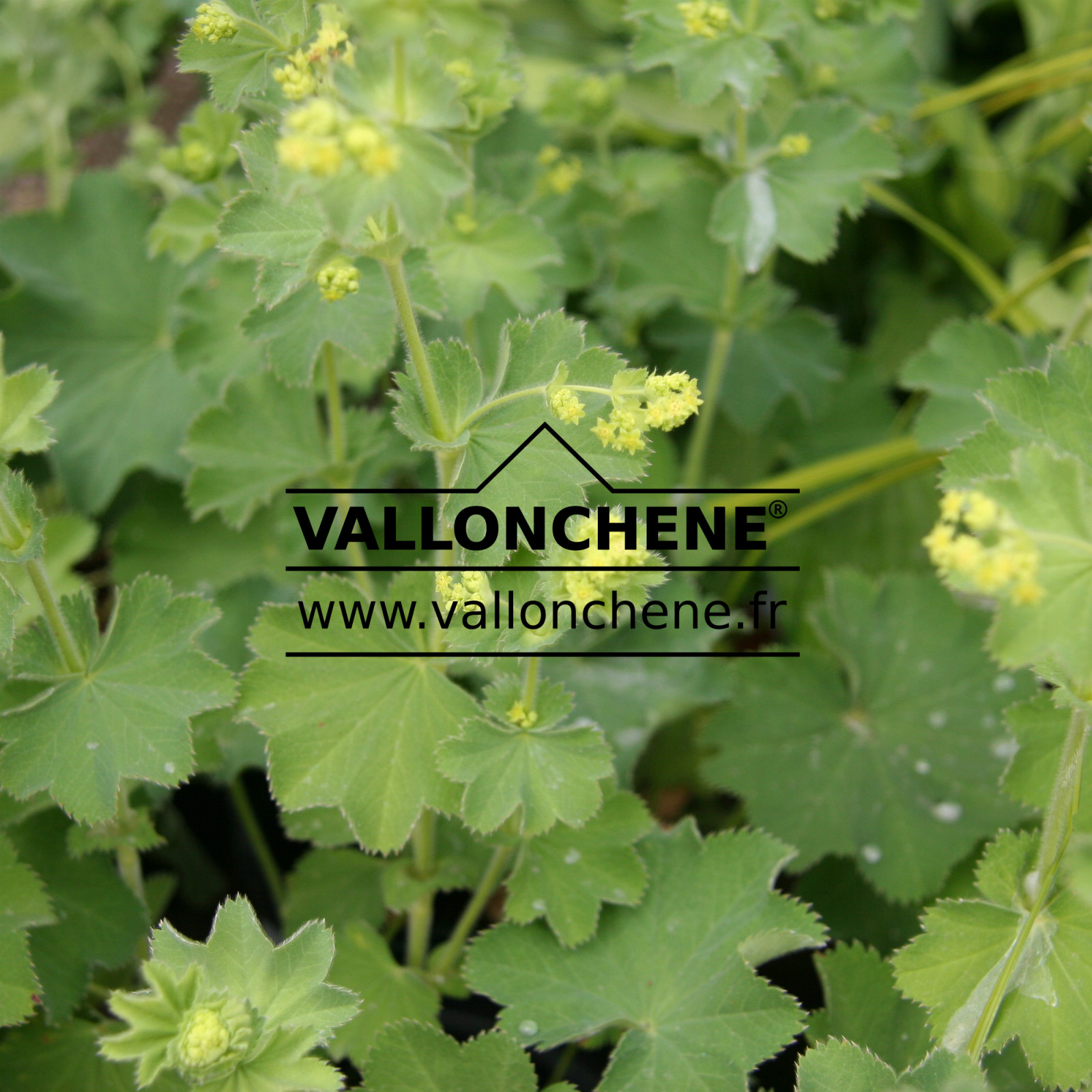 ALCHEMILLA mollis en Juin