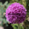 ALLIUM giganteum en Juin