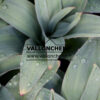 ALLIUM giganteum en Mars