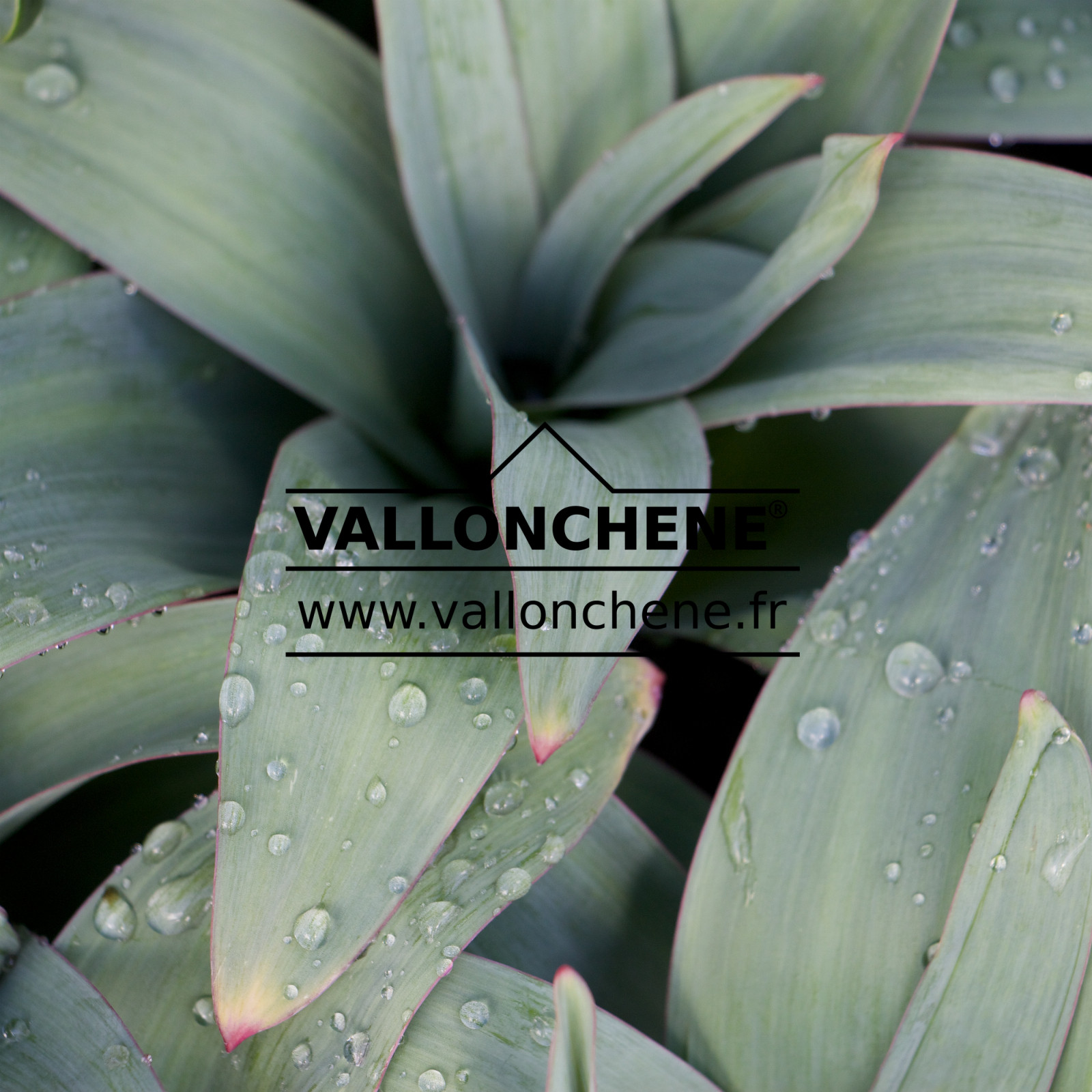 ALLIUM giganteum en Mars