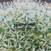 ALLIUM ‘White Giant’ en Mars