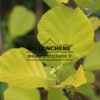 ALNUS glutinosa 'Aurea' en Mai