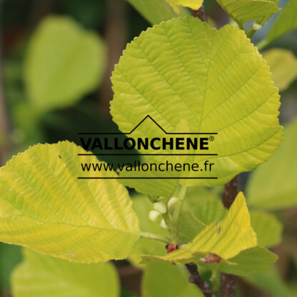 ALNUS glutinosa 'Aurea' en Mai