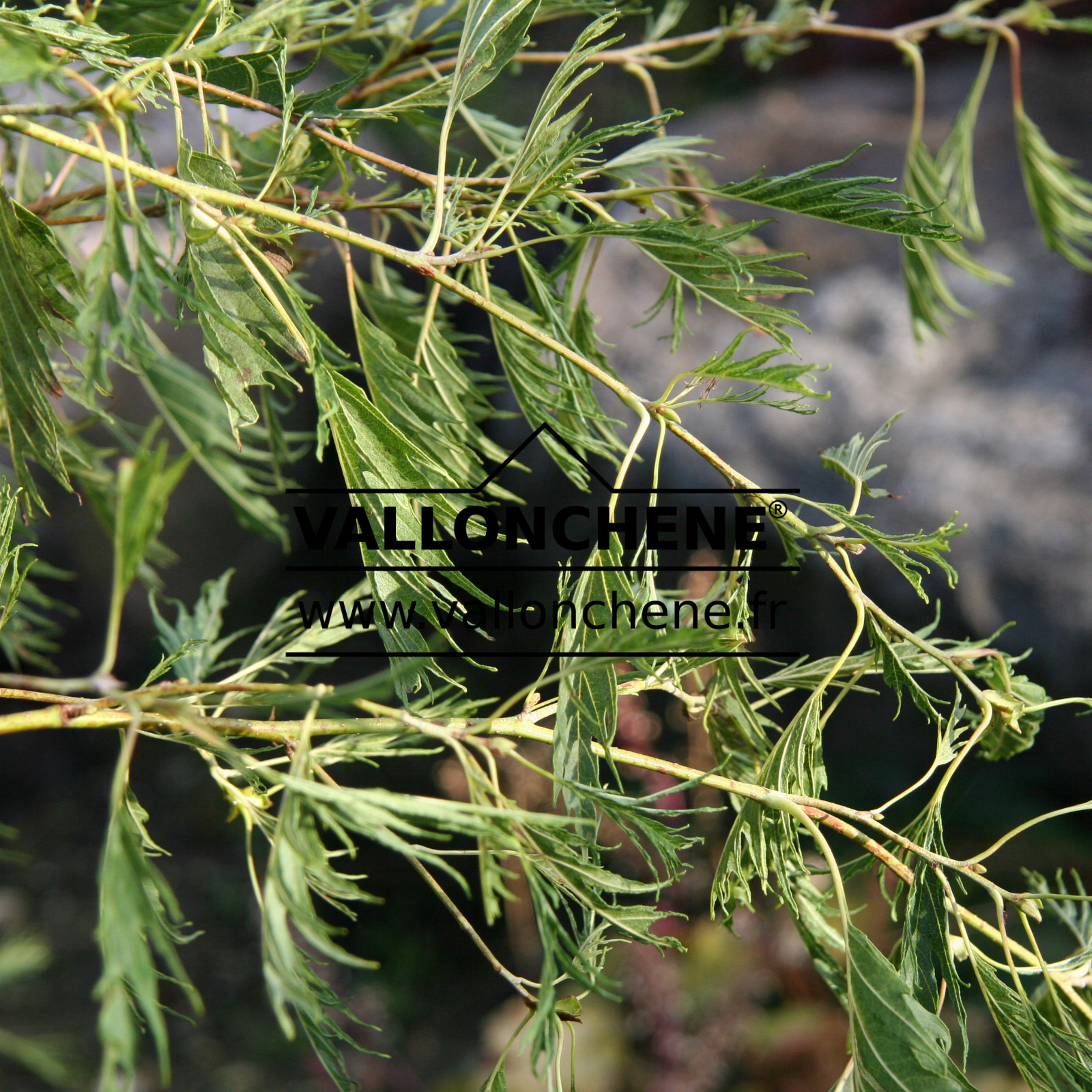 ALNUS glutinosa ‘Imperialis’ en Octobre