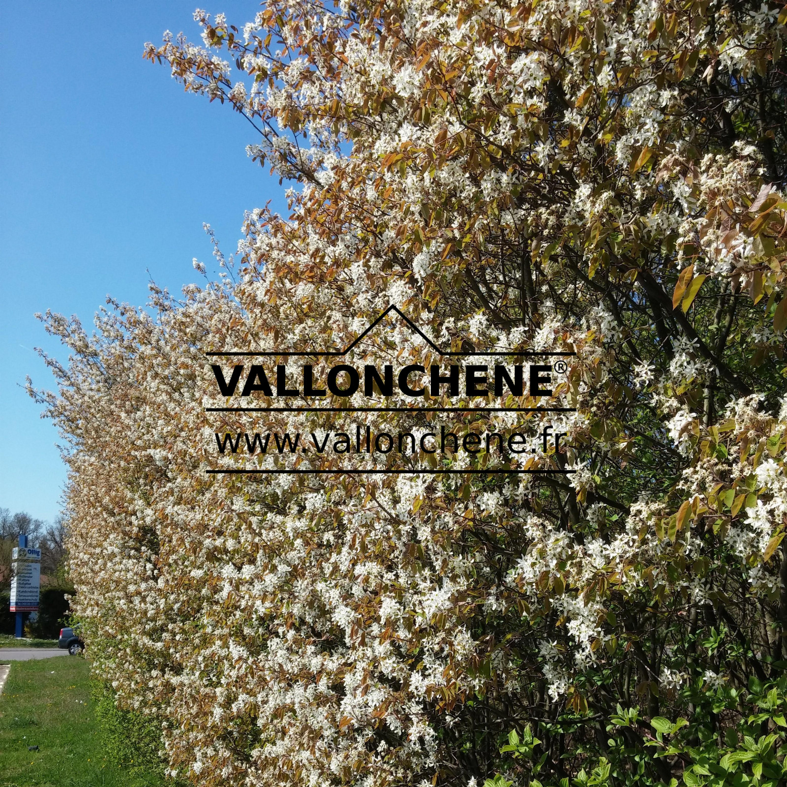 AMELANCHIER lamarckii en Avril