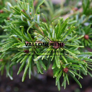 ABIES grandis 'Van Dedem's Dwarf' en Novembre