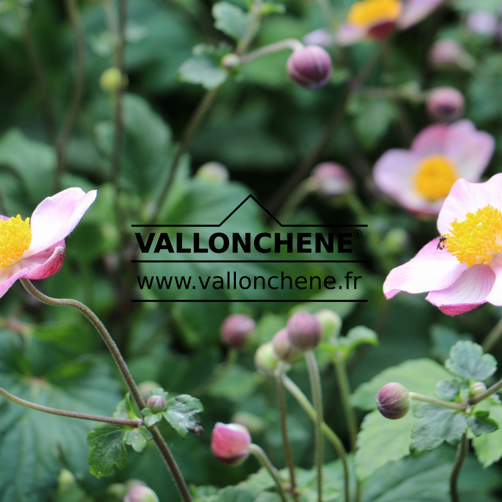 ANEMONE hupehensis 'Splendens' en Septembre