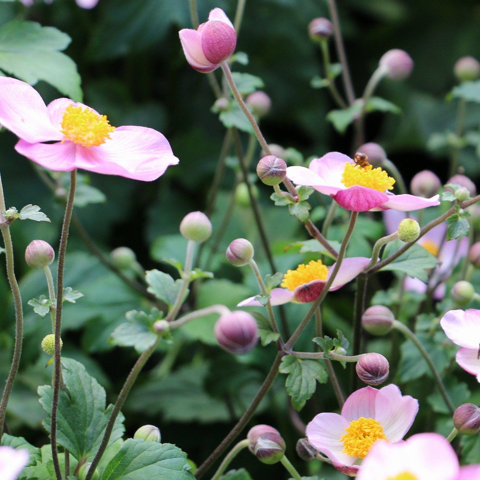 ANEMONE hupehensis 'Splendens' en Septembre