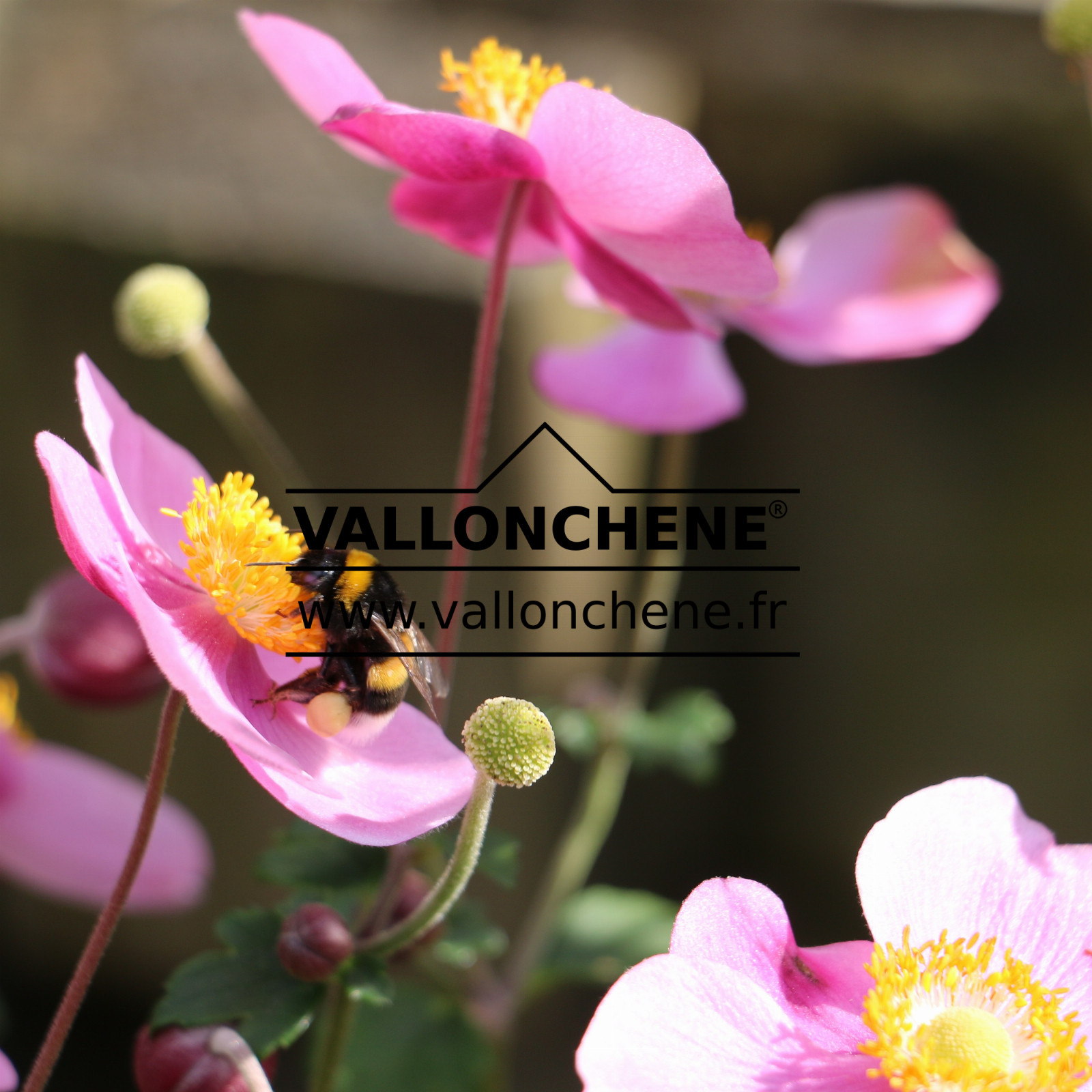 ANEMONE hupehensis 'Splendens' en Septembre