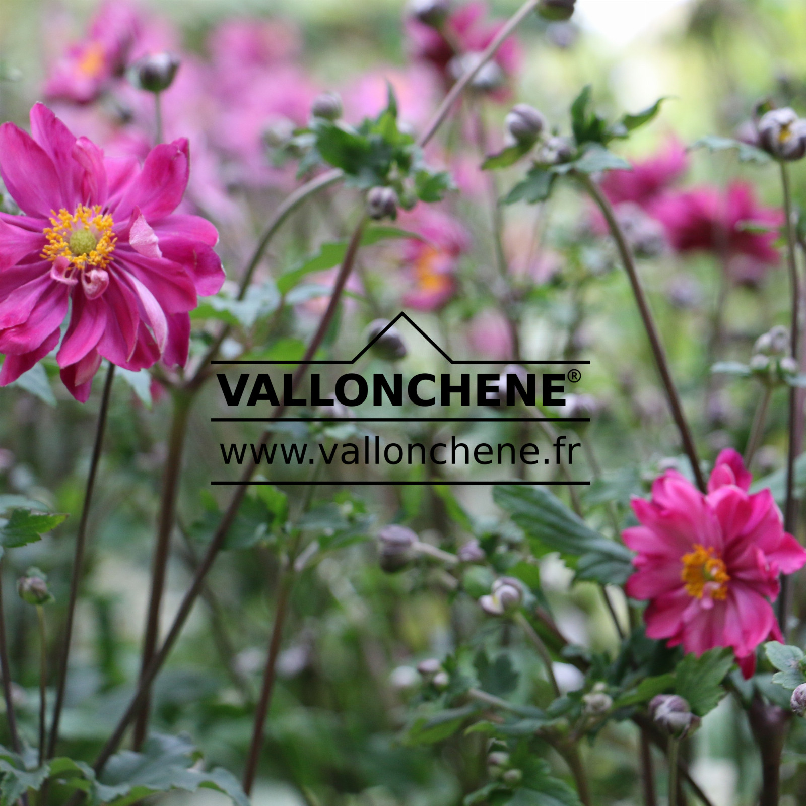 ANEMONE x hybrida 'Bressingham Glow' en Septembre