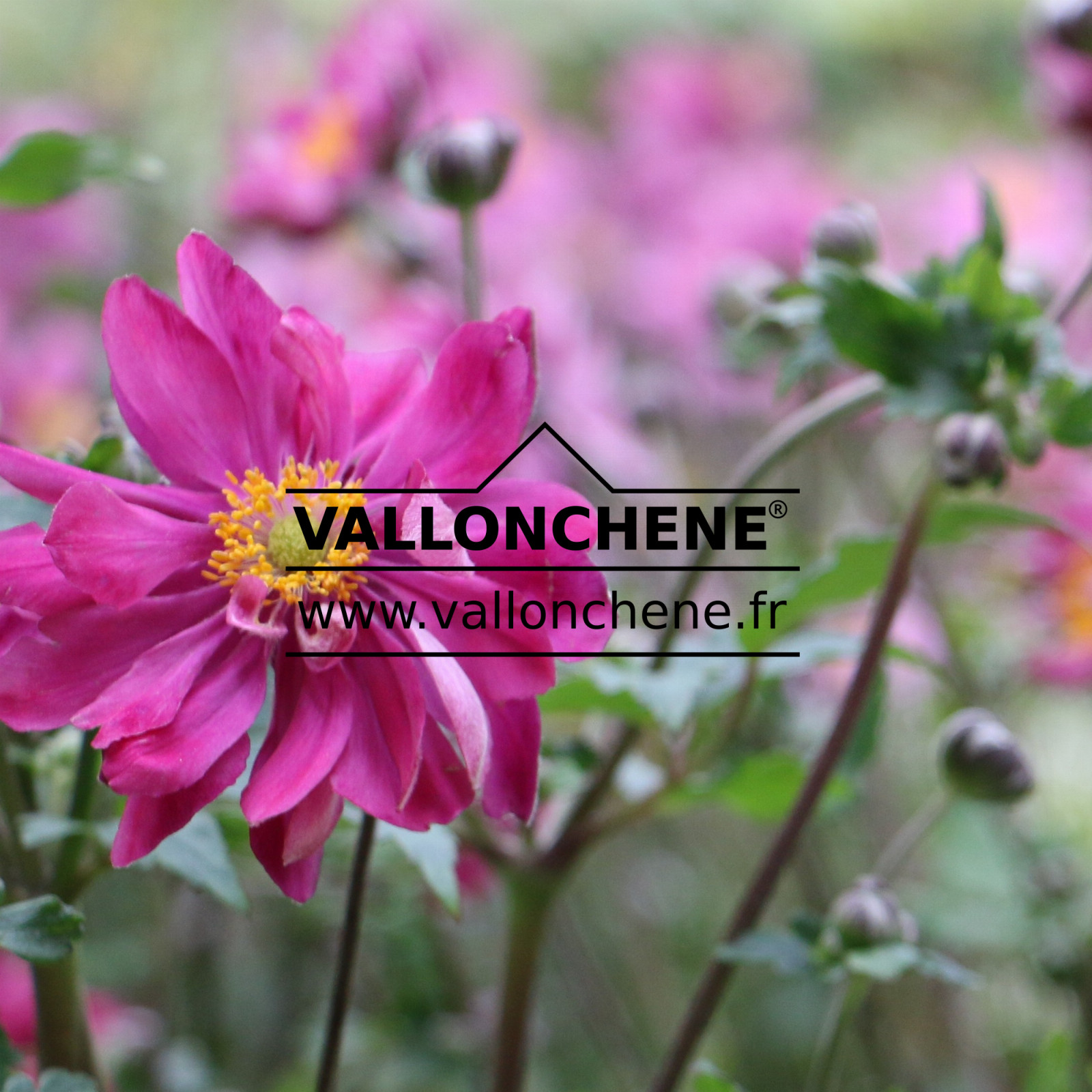 ANEMONE x hybrida 'Bressingham Glow' en Septembre