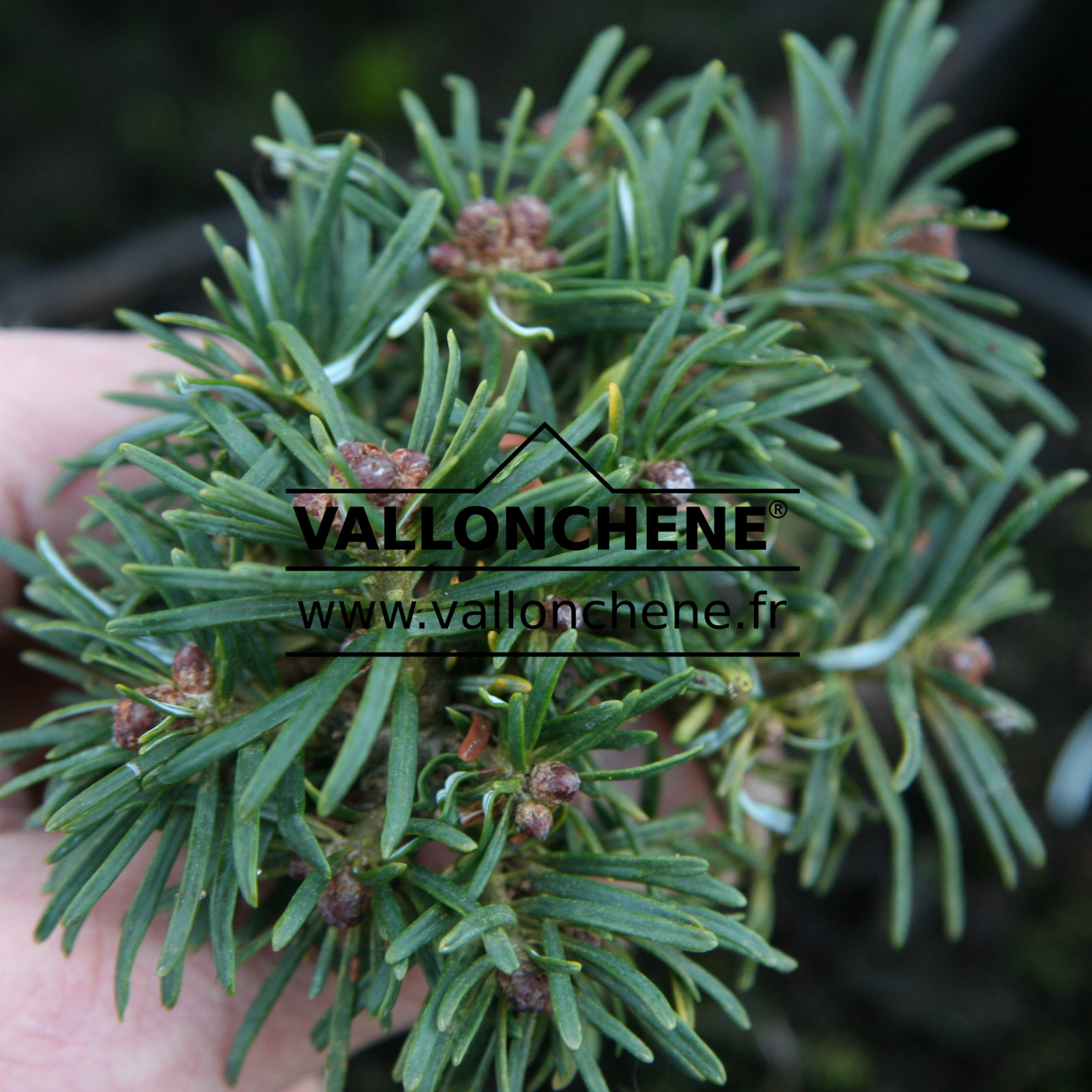 ABIES grandis 'Van Dedem's Dwarf' en Janvier