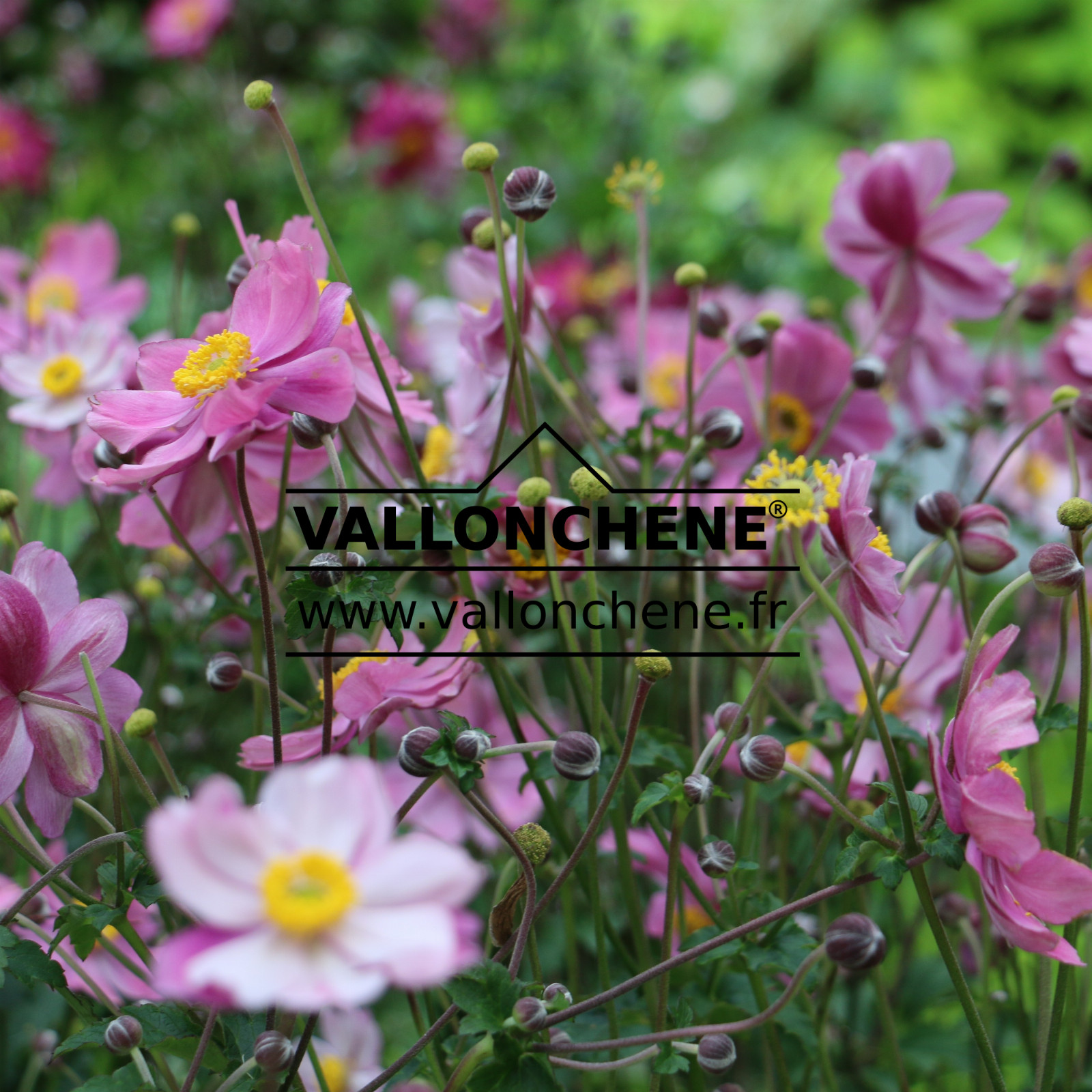 ANEMONE x hybrida ‘Serenade’ en Septembre